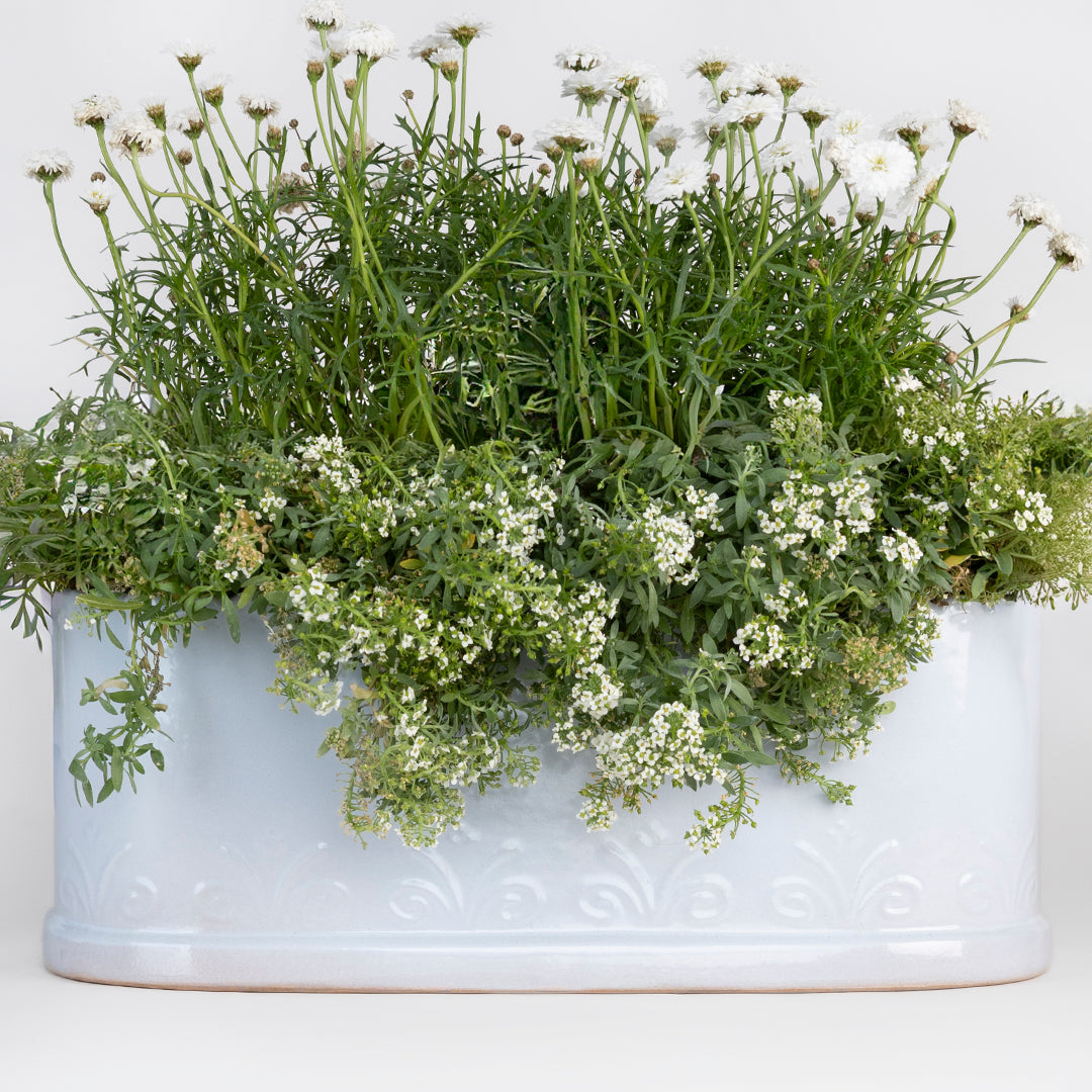 OVALADA MARIPOSA 11.5CM AL 30.5CM L 14CM AN | Trinitate