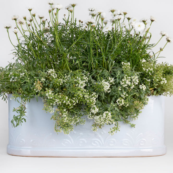 OVALADA MARIPOSA 11.5CM AL 30.5CM L 14CM AN | Trinitate