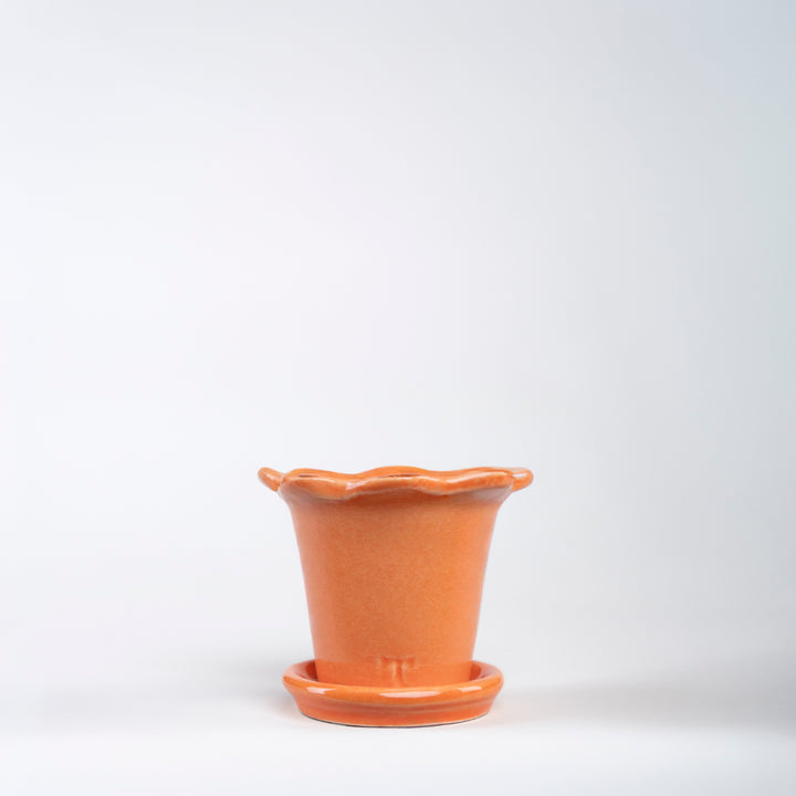 SET MACETA GIRASOL 6CM AL 8.5CM DBOCA /9801 | Trinitate