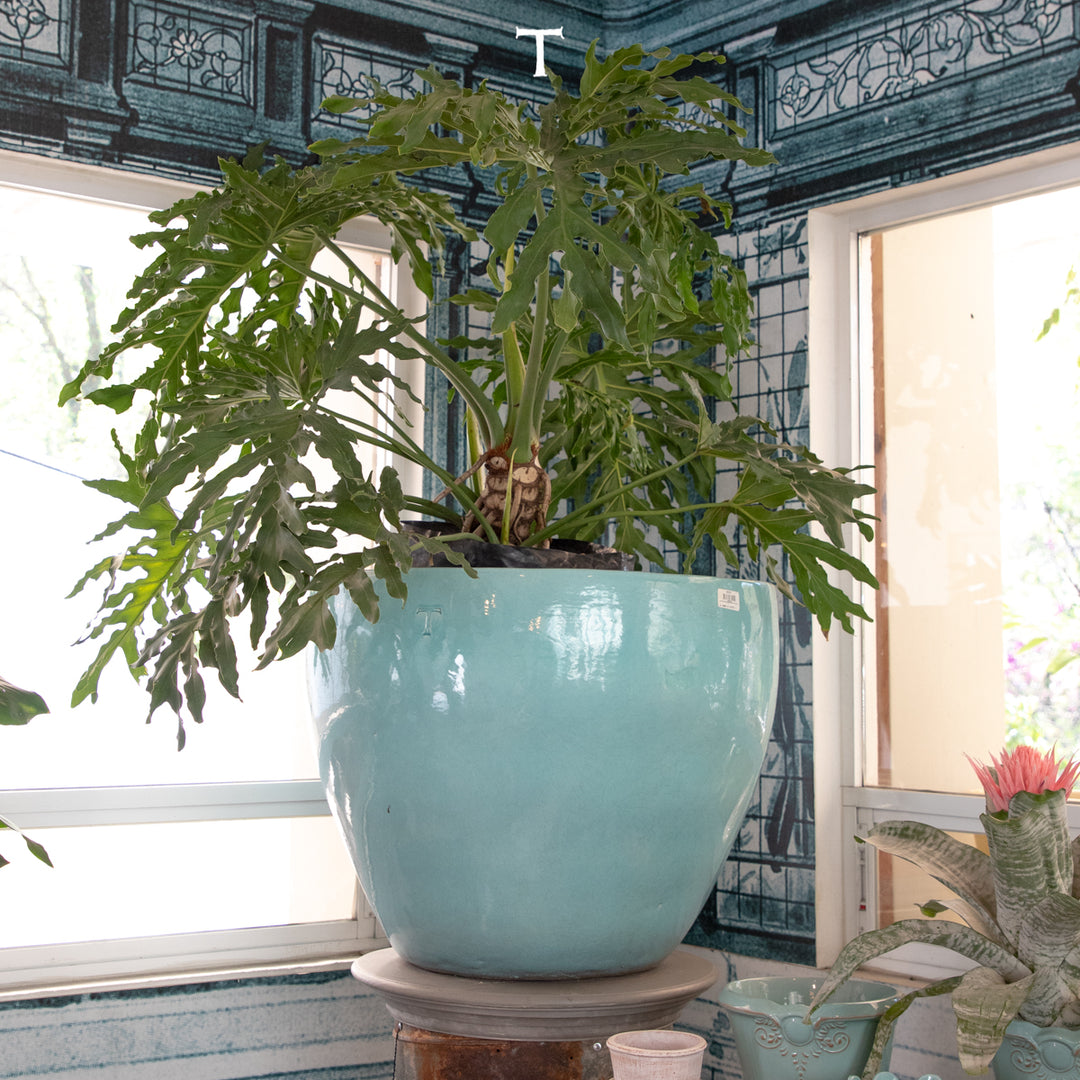 BOWL RECORTADO 71CM AL 80CM DMAX | Trinitate