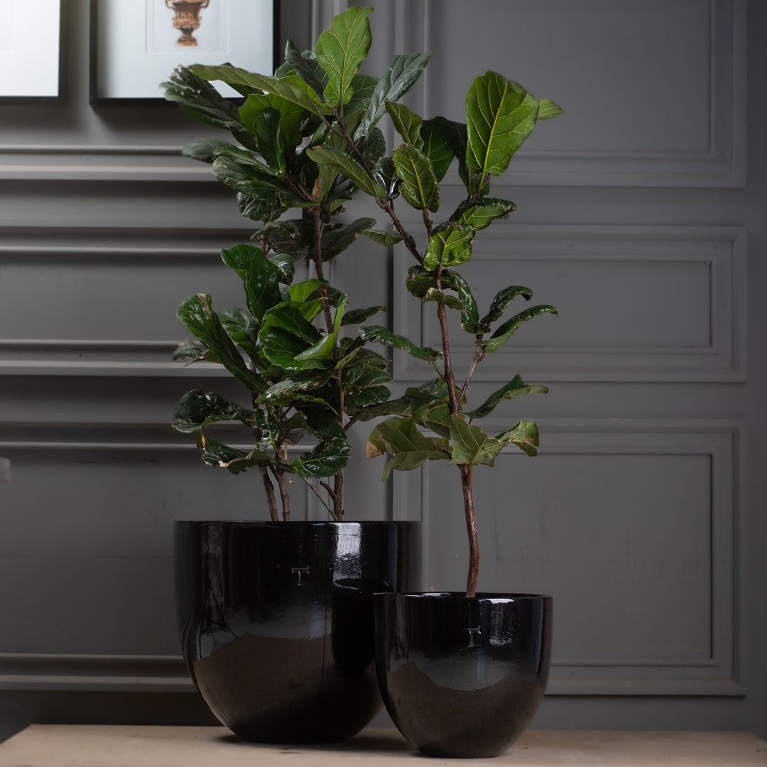 BOWL RECORTADO 52CM AL 58CM DBOCA | Trinitate