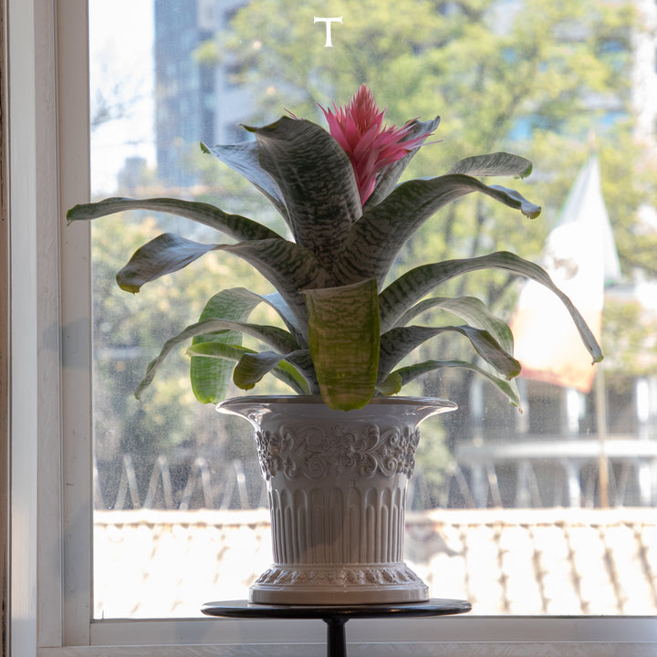 FLORERO INGLES 22.5CM AL 27CM D