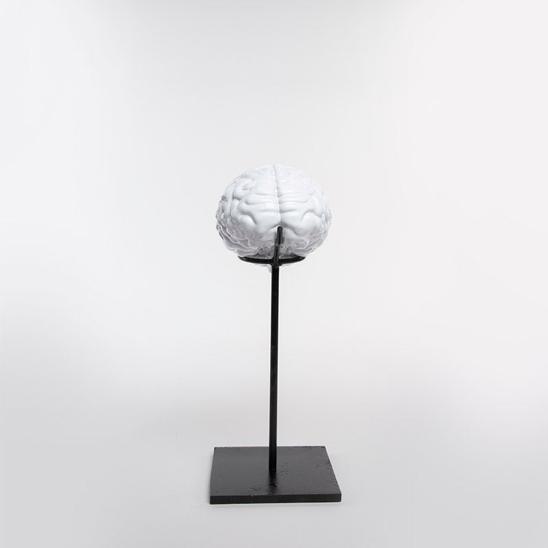 SET CEREBRO 40CM AL 15CM L 19CM AN | Trinitate