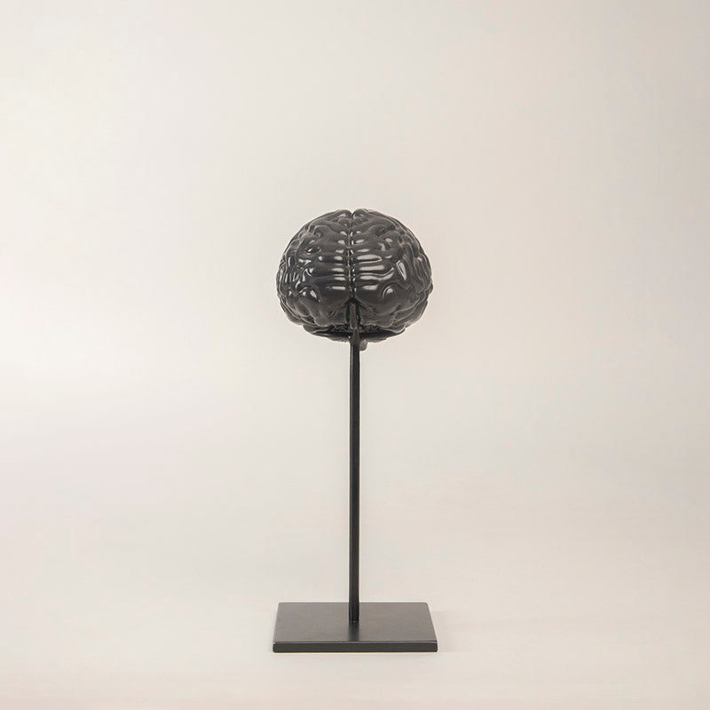 SET CEREBRO 40CM AL 15CM L 19CM AN | Trinitate