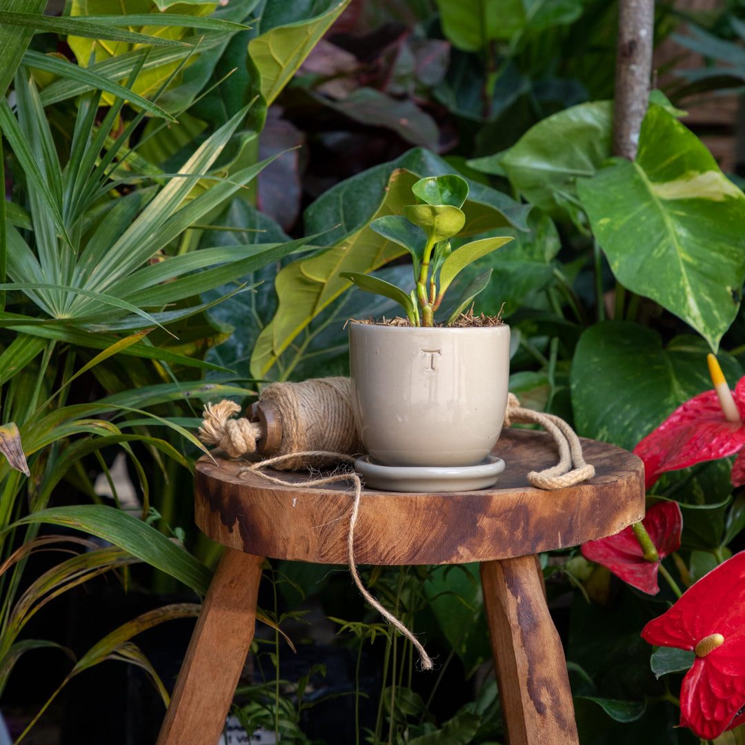 SET BOWL RECORTADO 9CM AL 10CM DBOCA /1014 | Trinitate