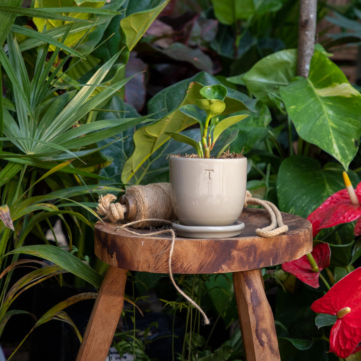 SET BOWL RECORTADO 9CM AL 10CM DBOCA /1014 | Trinitate