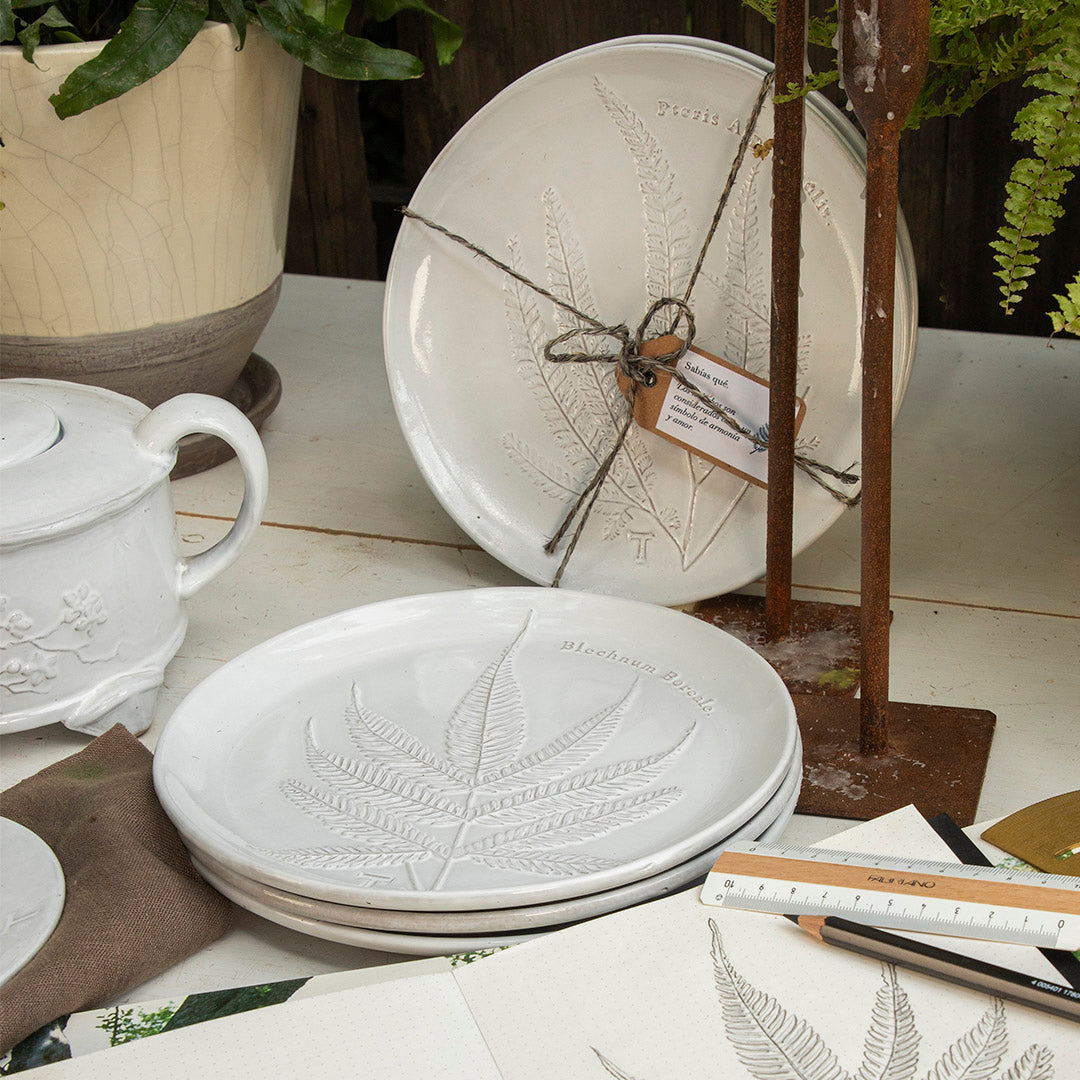 PLATO HELECHO ASPLENIUM MARINUM 22CM D | Trinitate