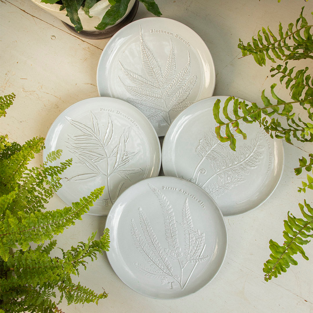 PLATO HELECHO PTERIS DENTICULATA 22CM D | Trinitate