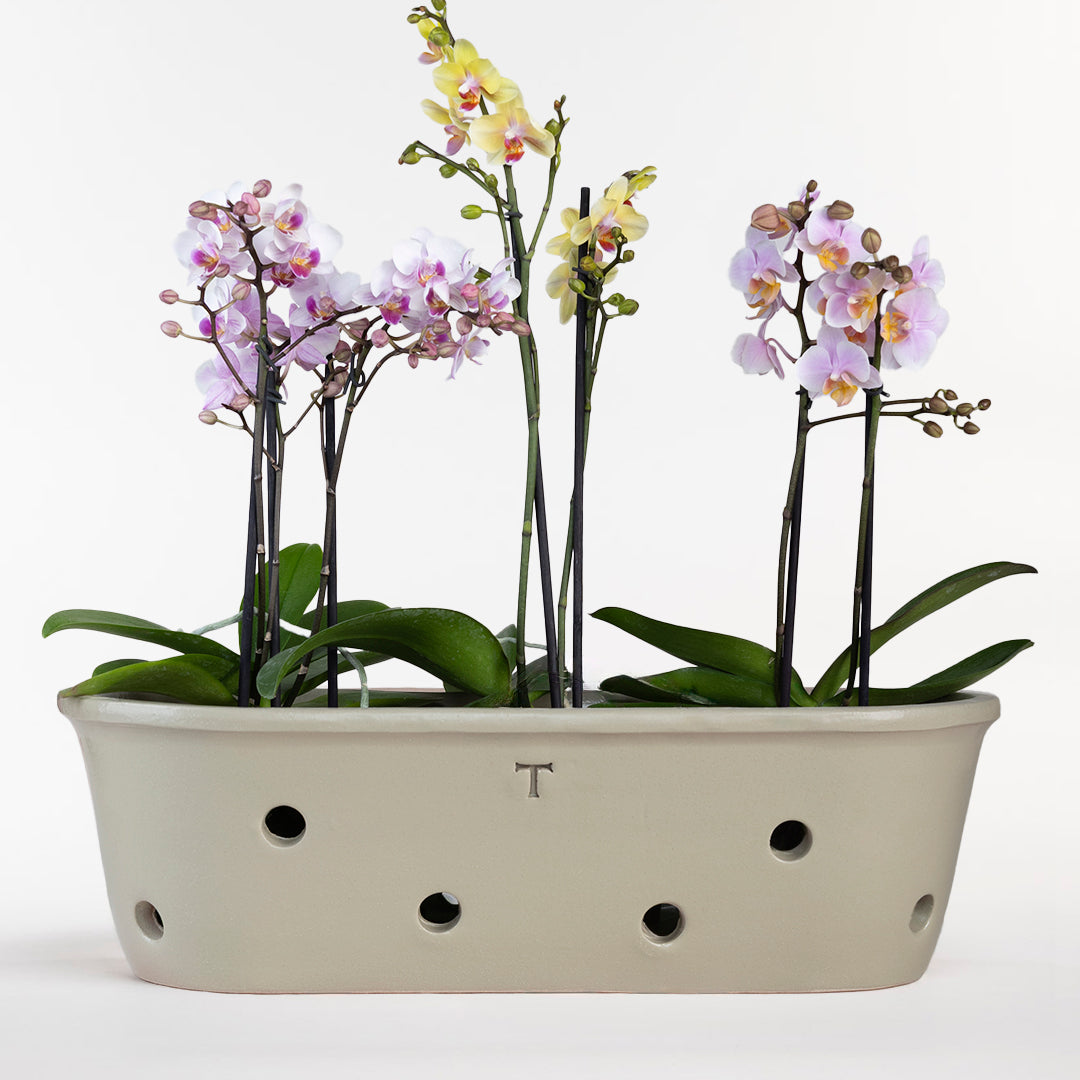 TINA RUSTICA ORQUIDEA OVALADA 15CM AL 51CM L 22CM AN