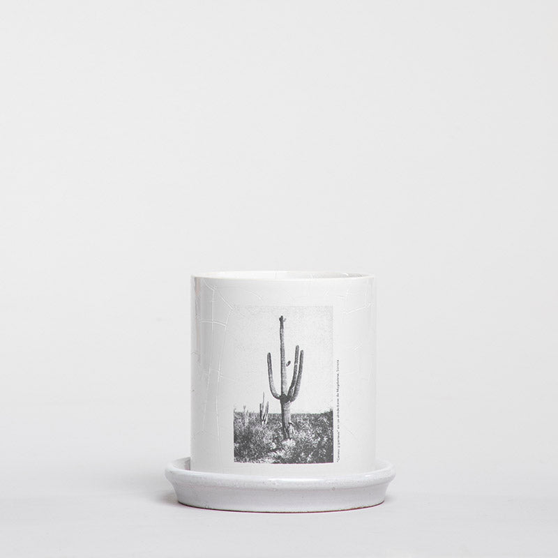 MACETA CILINDRO CACTUS 11.5CM AL 11.5CM DMAX | Trinitate