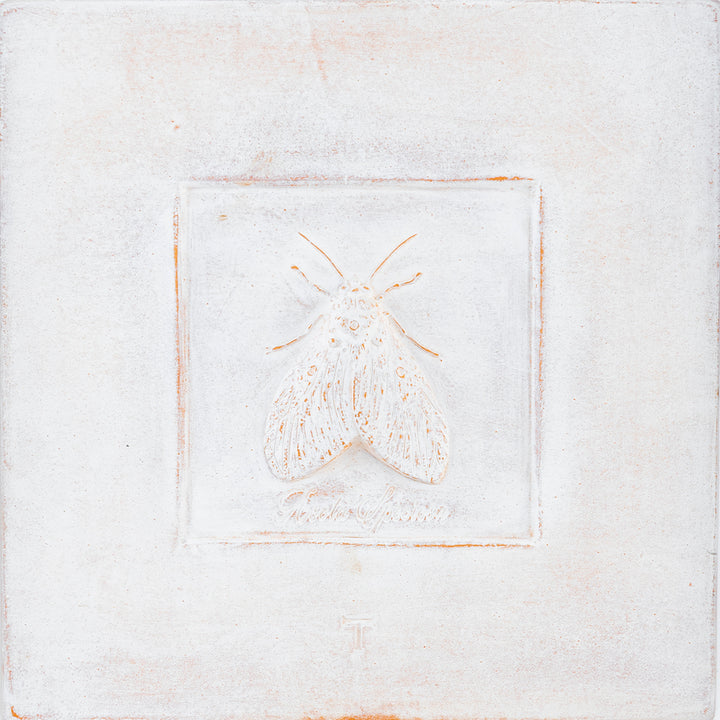 CUADRO POLILLA ASOTA SPEICIOSA C/MARCO 48.5CM A 48.5CM L