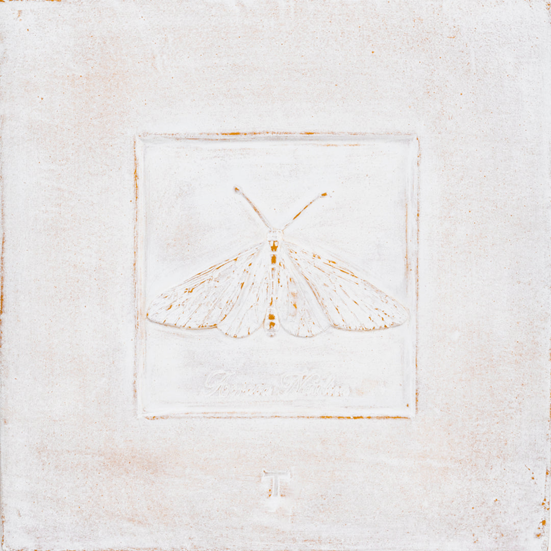 CUADRO POLILLA ACRAEA NATILICA C/MARCO 48.5CM A 48.5CM L