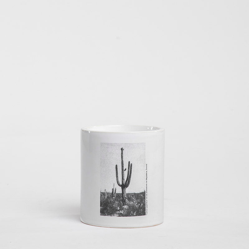 FLORERO CILINDRO C/CACTUS CERUS 10CM AL 9CM D | Trinitate