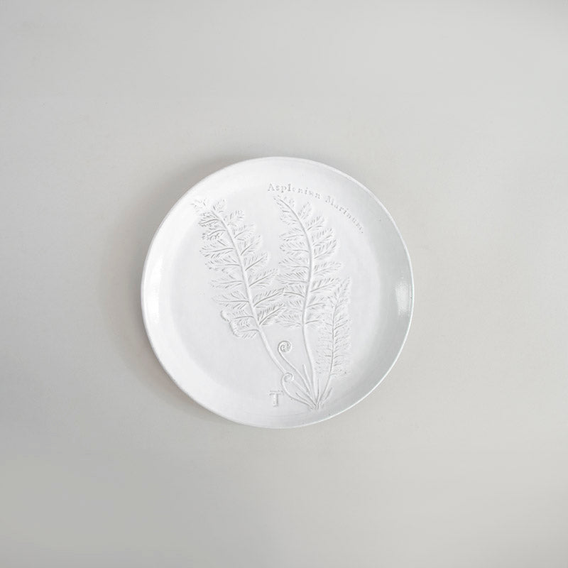 PLATO HELECHO ASPLENIUM MARINUM 22CM D | Trinitate