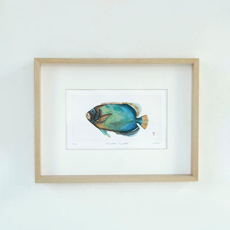 GRABADO ACANTHURUS TRIOSTEGUS / MARCO 47CM AL 62CM L 5CM AN | Trinitate