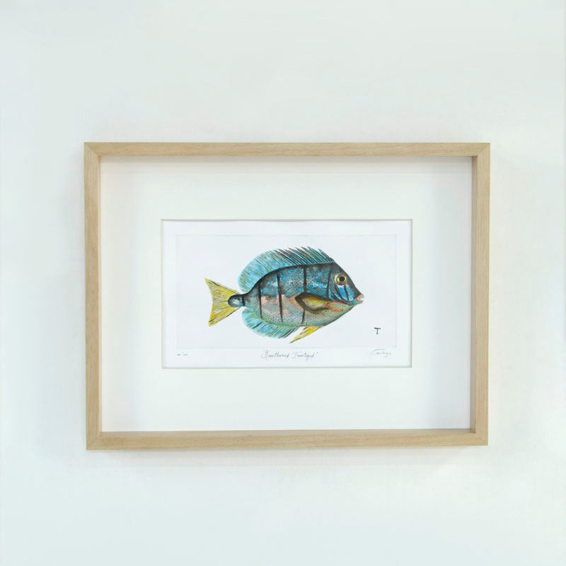 GRABADO POMACANTHUS IMPERATOR / MARCO 47CM AL 62CM L 5CM AN | Trinitate