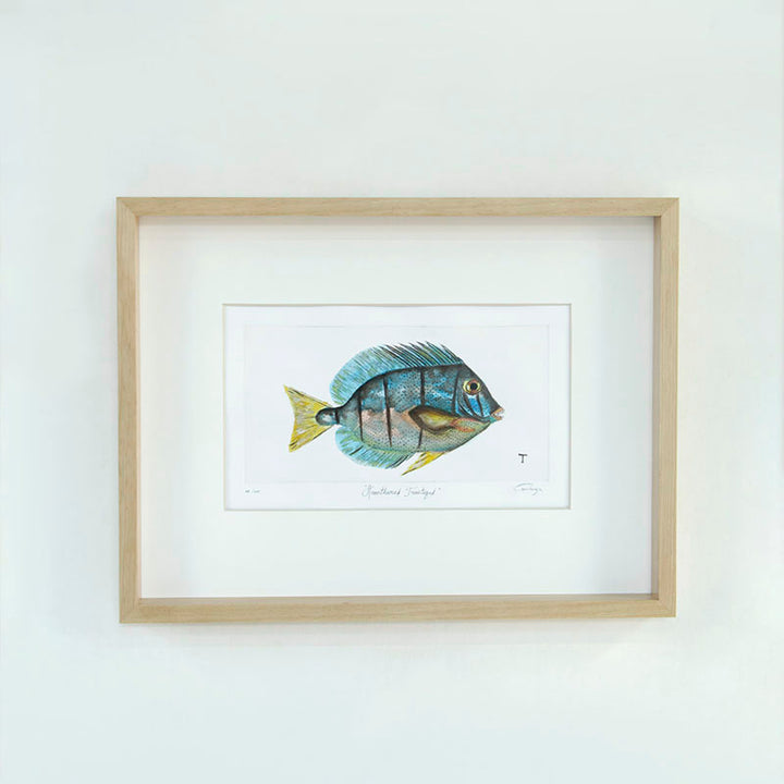 GRABADO POMACANTHUS IMPERATOR / MARCO 47CM AL 62CM L 5CM AN | Trinitate