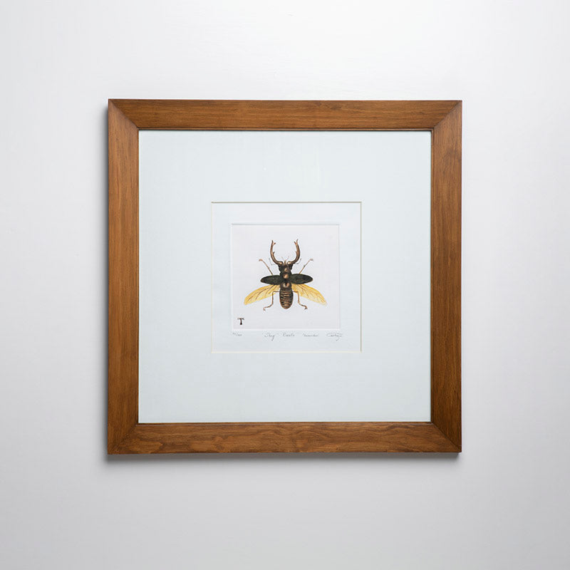 STAG BEATLE (LUCANIDAE) / MARCO 54CM AL 54CM L | Trinitate