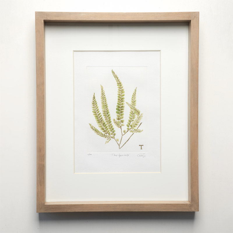 PTERIS ASPERICAULIS / MARCO 51.5CM AL 42CM L 5CM AN | Trinitate