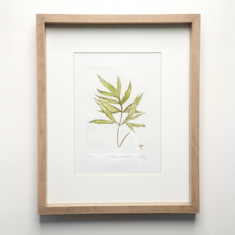 PTERIS DENTICULATA / MARCO 51.5CM AL 42CM L 5CM AN | Trinitate