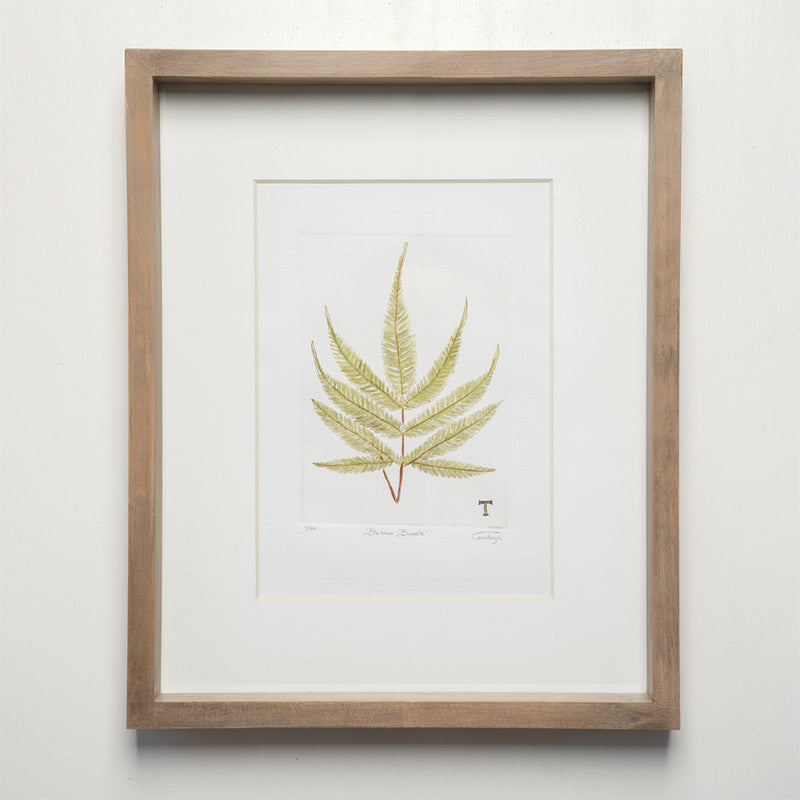 BLECHNUM BOREALE / MARCO 51.5CM AL 42CM L 5CM AN | Trinitate