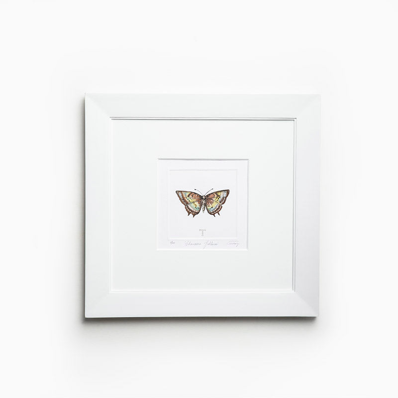 CHARAXES JAHLUSA MARCO ITALY / MARCO 39.5CM AL 41.5CM L 2CM AN | Trinitate