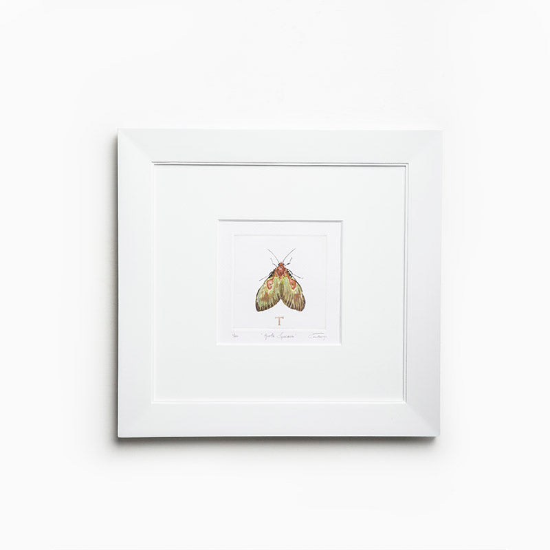 ASOTA SPECIOSA MARCO ITALY  / MARCO 39.5CM AL 41.5CM L 2CM AN | Trinitate