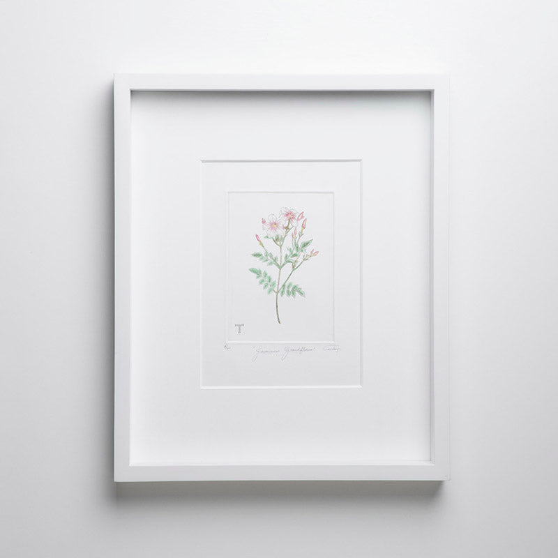 JASMINUM GRANDIFLORUM 51.5CM AL 42CM L 5CM AN | Trinitate