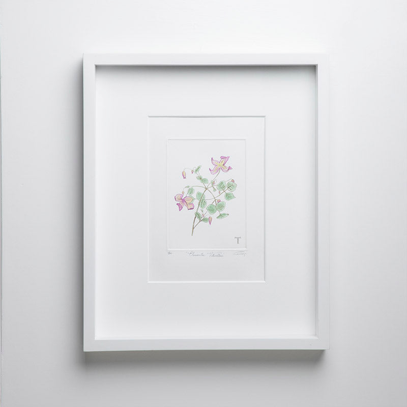 CLEMATIS VITICELLAS / MARCO 51.5CM AL 42CM L 5CM AN | Trinitate