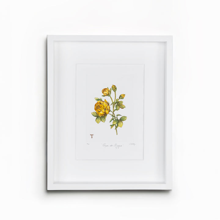 ROSA DE AZUFRE / MARCO 51.5CM AL 42CM L 5CM AN