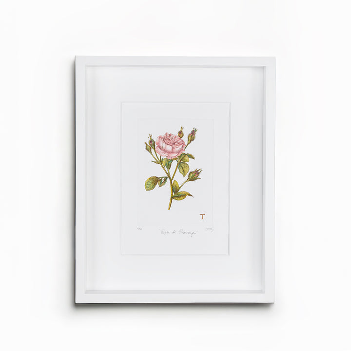ROSA DE PROVENZA /MARCO 51.5CM AL 42CM L 5CM AN