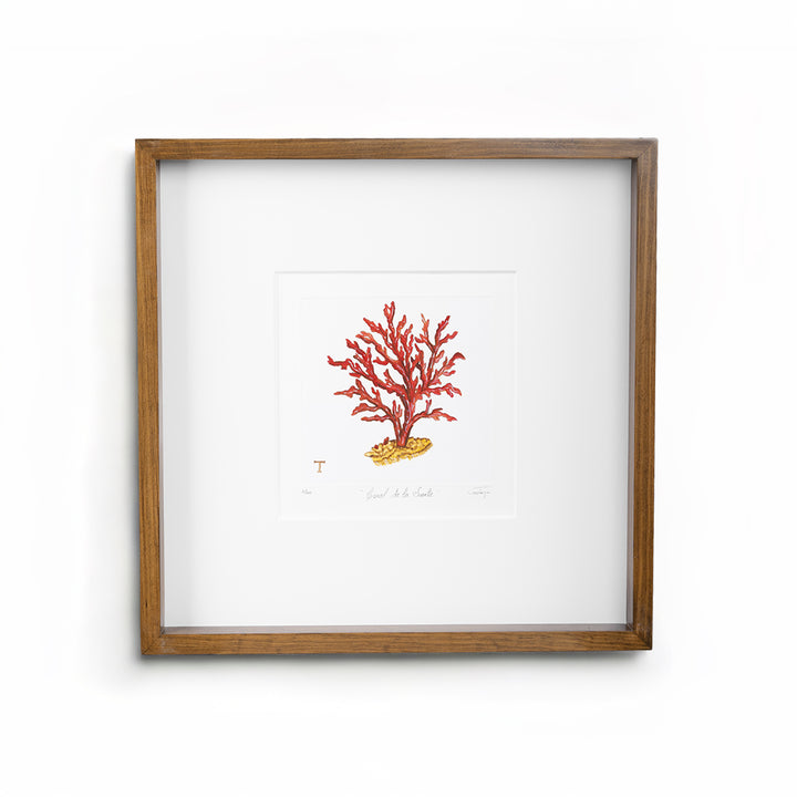 CORAL DE LA SUERTE / MARCO 48.5CM AL 48.50CM L 4.5CM AN