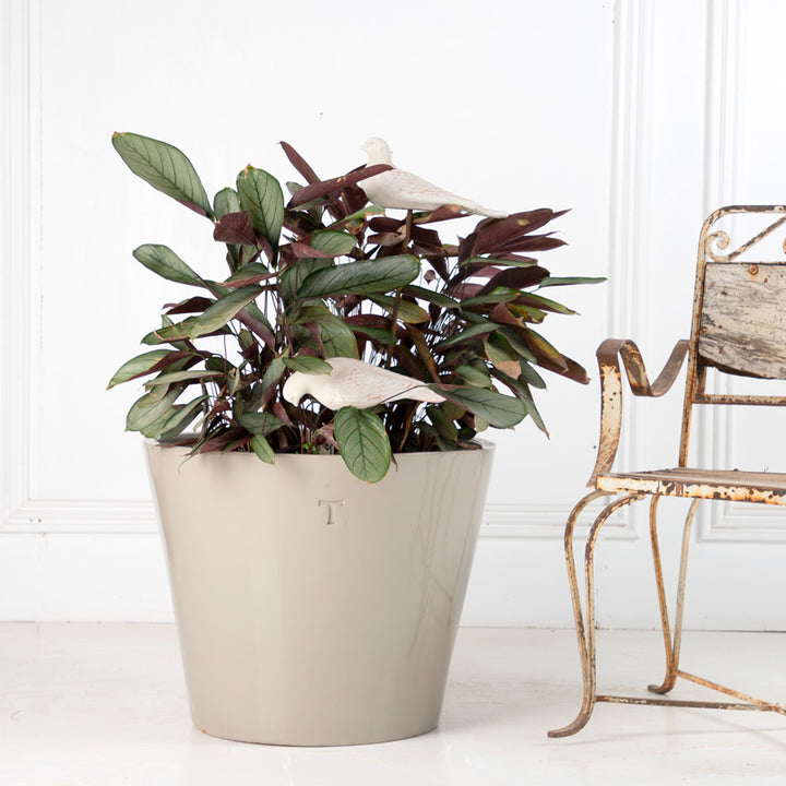 VASO 50CM AL 61CM DBOCA