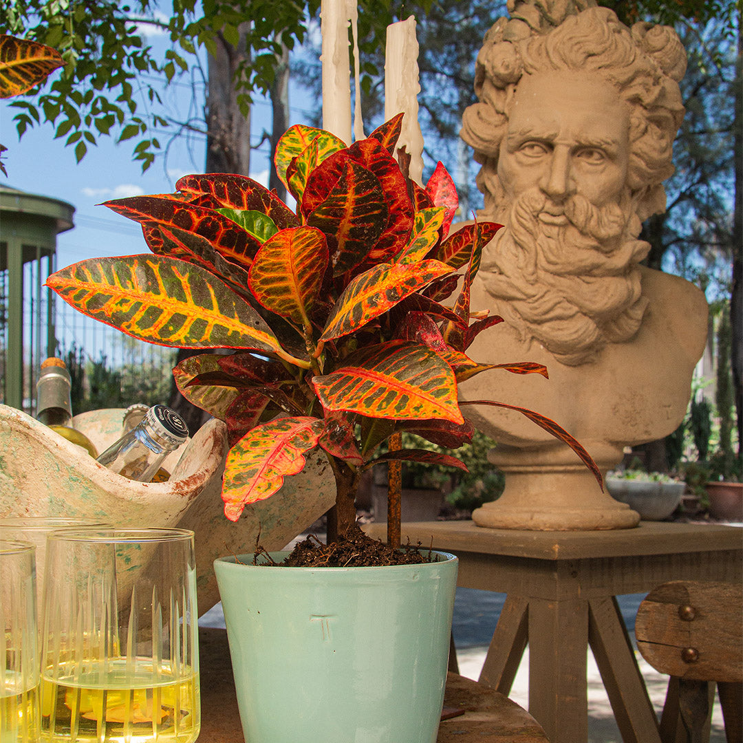 BUSTO NEPTUNO 61.5 CM AL