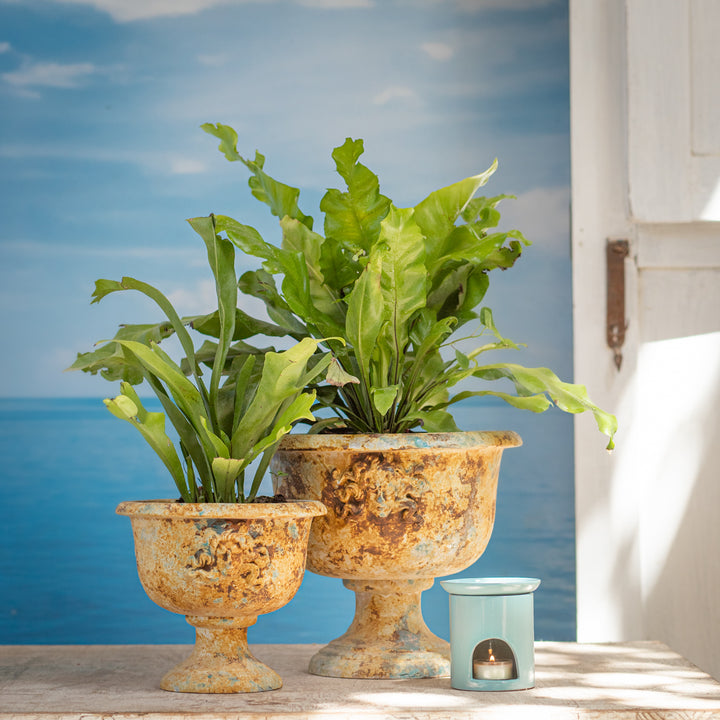 MEDUSA CUP 23.5CM TO 28.5CM D