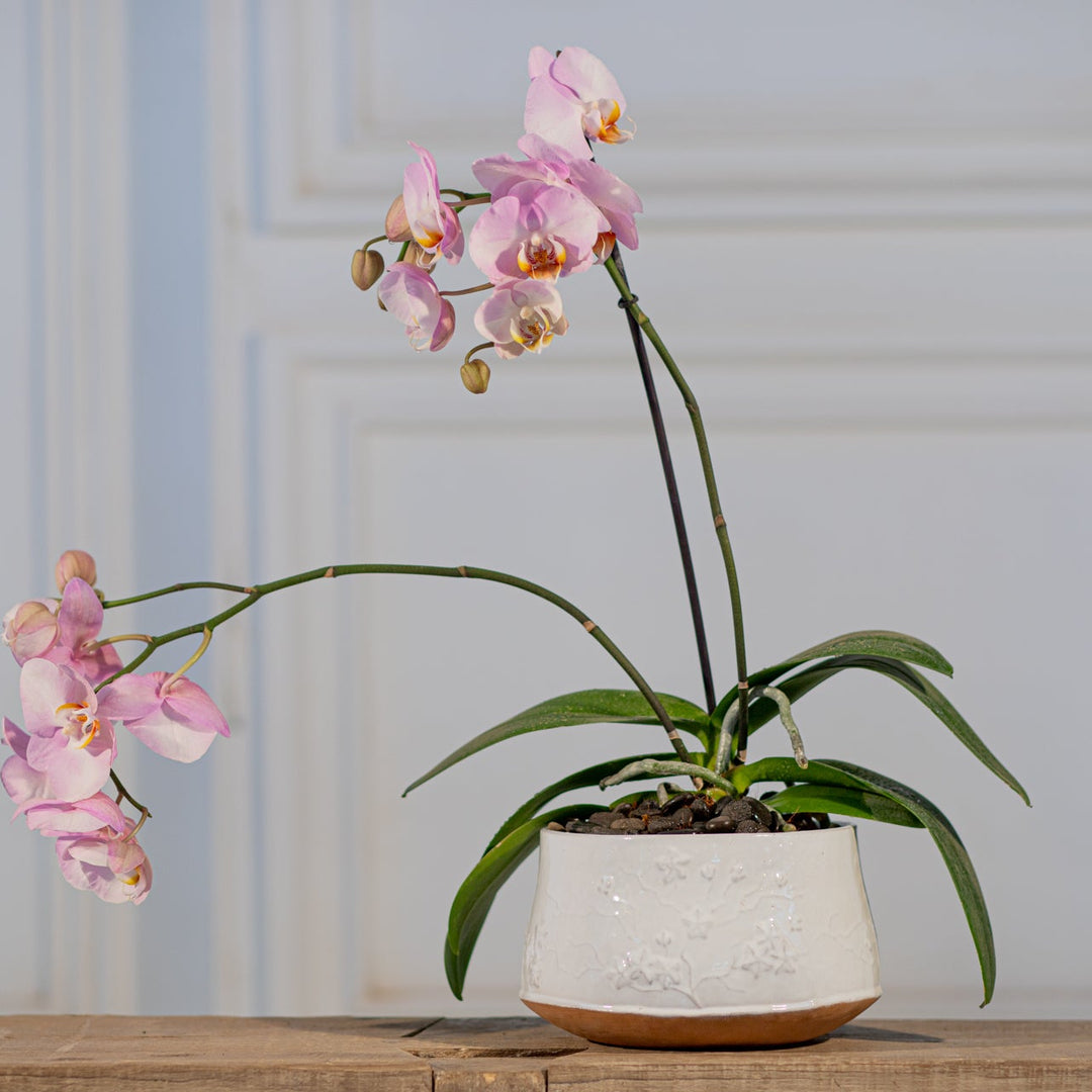 FLORERO SAKURA 12CM AL 17CM D
